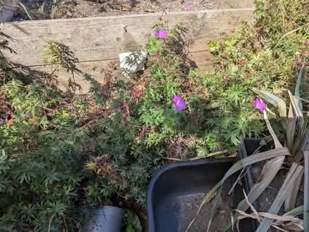 Photo of free Outdoor plants (IP6) #3