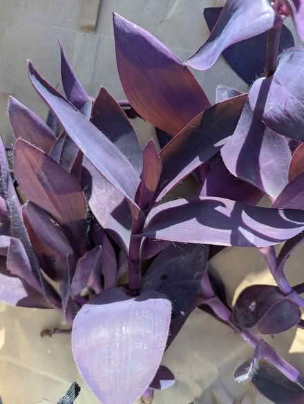 Photo of free Houseplant Purple Tradescantia lots (BD16 cottingley) #1