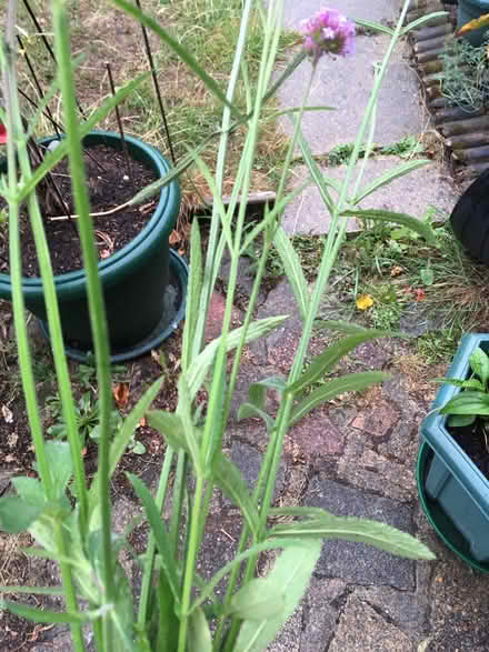 Photo of free Verbena bonariensis plants (Molesey KT8) #1