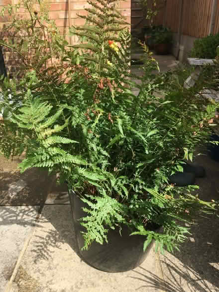 Photo of free Outdoor fern (Townsend AL3) #1