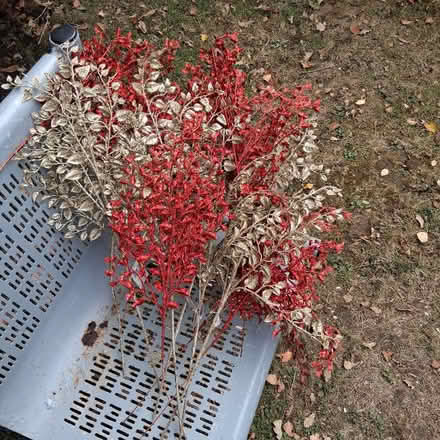 Photo of free Red and Gold Christmas Decorations (Wickford SS12) #1