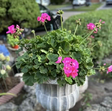 Photo of free Gorgeous Geranium (Erin Mills) #1