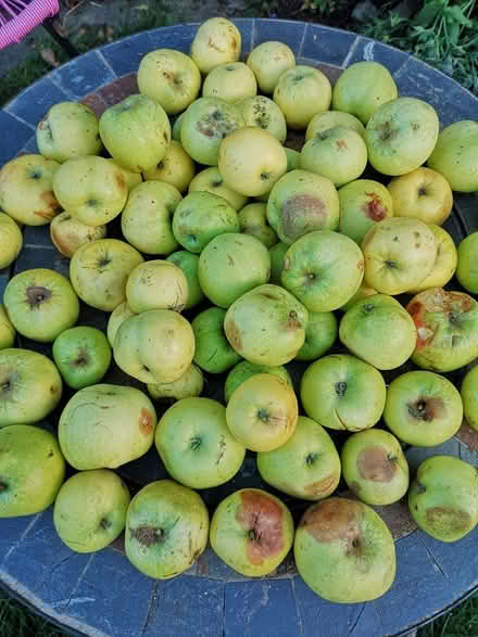 Photo of free Cooking apples (Norbury SW16) #1