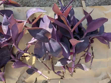 Photo of free Houseplant Purple Tradescantia lots (BD16 cottingley) #4