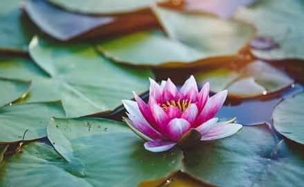Photo of (Small) Water lily (Wokingham RG40) #1