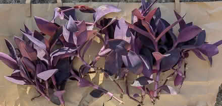 Photo of free Houseplant Purple Tradescantia lots (BD16 cottingley) #2