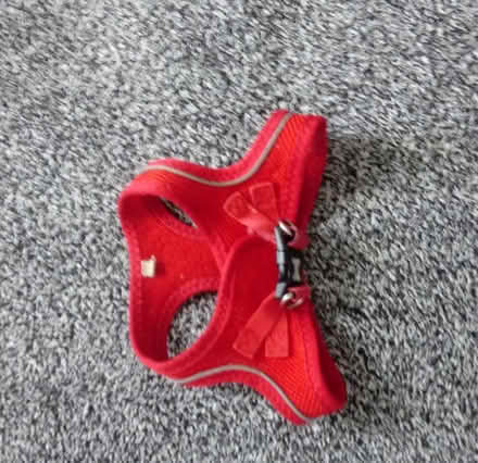 Photo of free Dog harness (Horsham, near Bennetts Field) #1