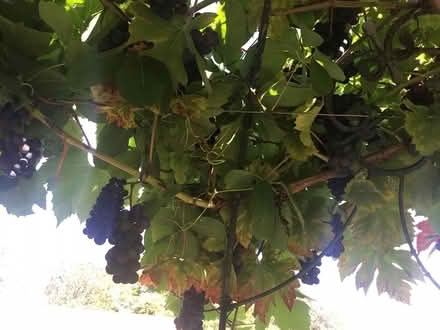 Photo of free Small black grapes, with pips (Tring HP23) #2