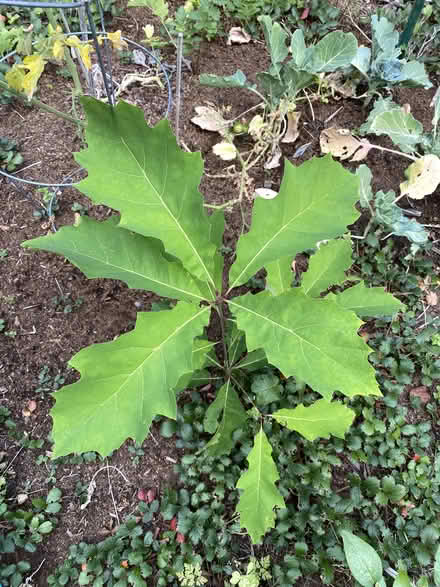 Photo of free oak seedlings (Wedgewood) #1
