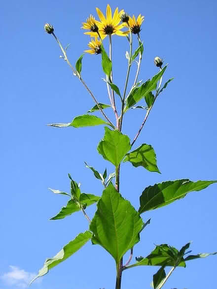 Photo of free Sunchokes (Near the experimental farm) #1