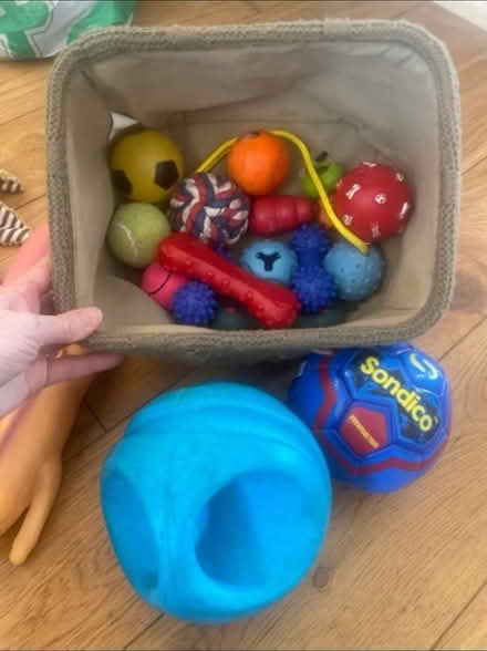 Photo of free Dog Toys & Blanket (Cheshunt En8) #3