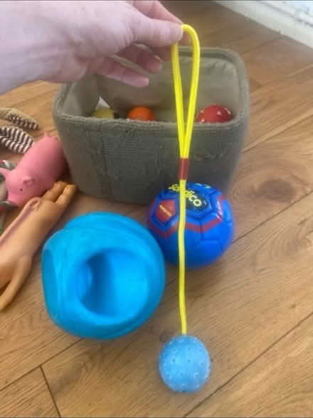 Photo of free Dog Toys & Blanket (Cheshunt En8) #4