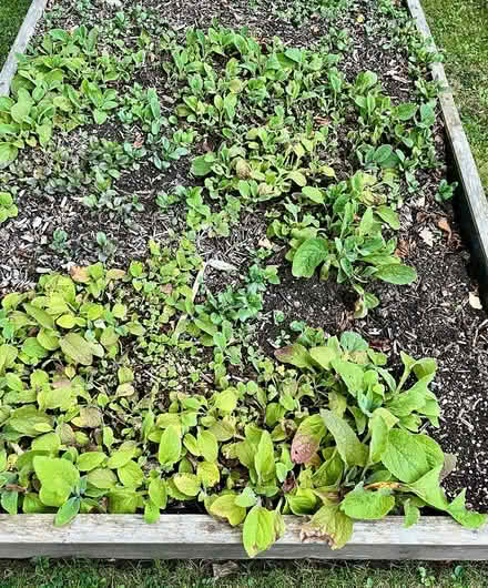 Photo of free Foxgloves (Hatfield AL10) #4