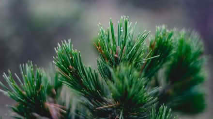 Photo of Artificial green Christmas tree (Milton Keynes Village MK10) #1