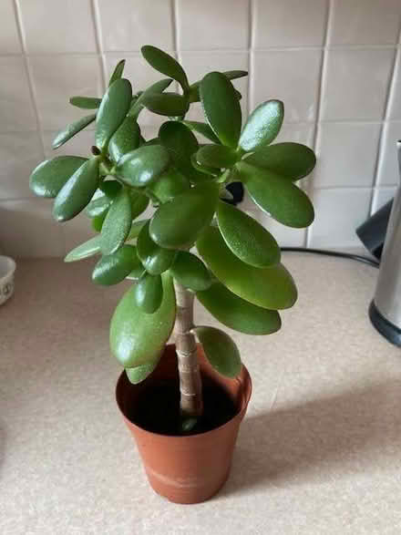 Photo of free Houseplant (Purley on Thames RG31) #1