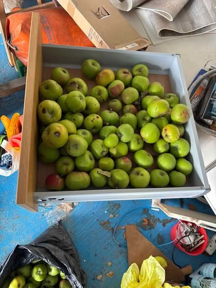 Photo of free Apples for jelly or juicing (Eastbourne BN20) #1