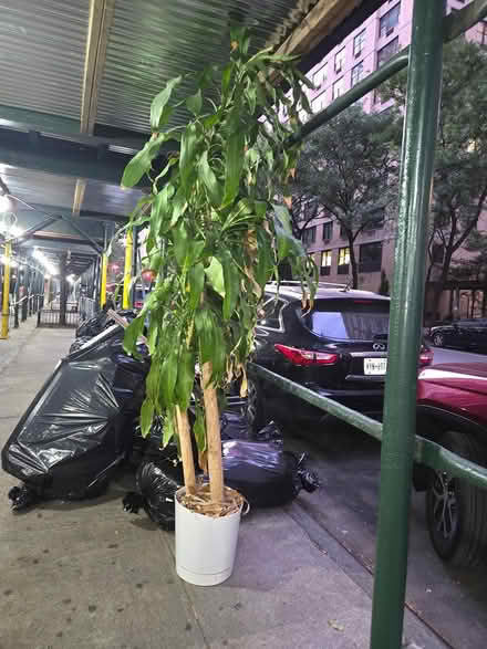 Photo of free CURB ALERT Healthy, pest-free trees (Upper West side) #1