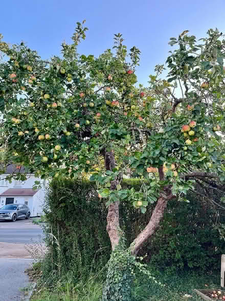 Photo of free Apples (Hatfield AL10) #1