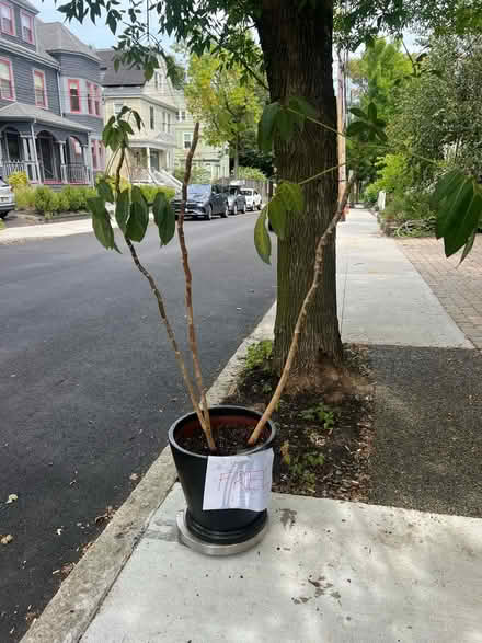 Photo of free Umbrella plant (Davis Square) #1