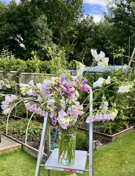 Photo of free Foxgloves (Hatfield AL10) #2