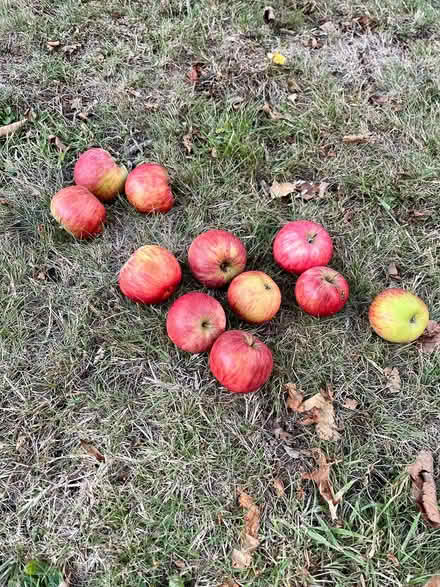 Photo of free Apples (Hatfield AL10) #2
