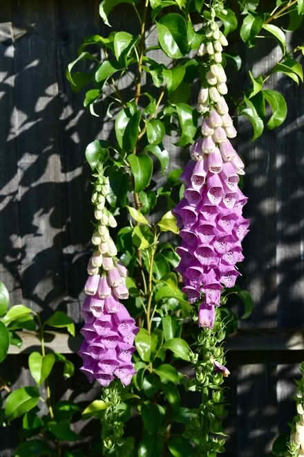 Photo of free Foxgloves (Hatfield AL10) #1