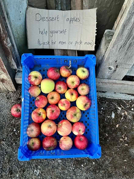 Photo of free Apples (Hatfield AL10) #4