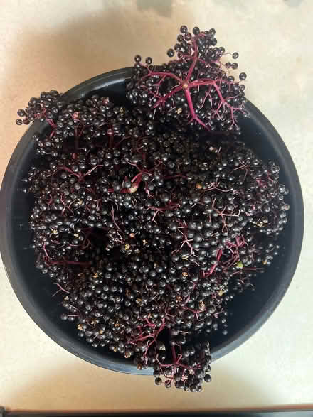 Photo of free Elderberries (Lake City/Meadowbrook) #1