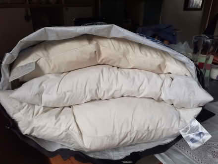 Photo of free Feather pillows (Slack Lane DE22) #1