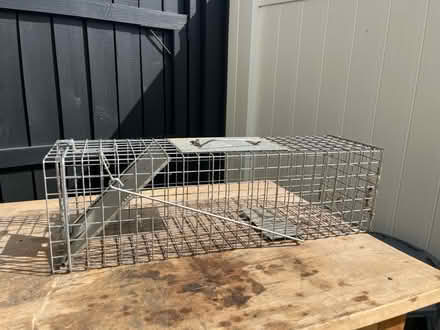 Photo of free Pest catcher (Fair Lawn, NJ) #1