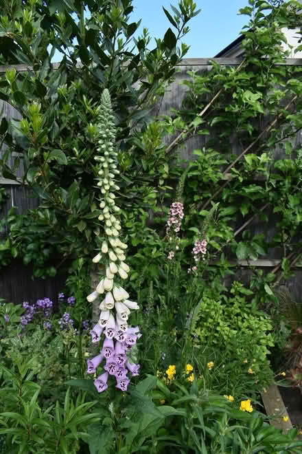 Photo of free Foxgloves (Hatfield AL10) #3