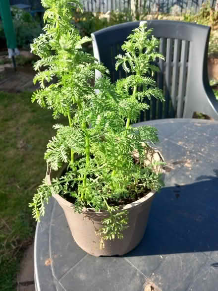 Photo of free Corn chamomile plant (Aspley NG8) #2