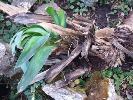 Photo of free Two shoots from an outdoor yucca (Westbury Fields BS9) #1