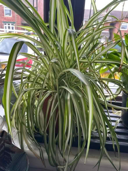 Photo of free Spider plants (Brownhills, WS8) #1