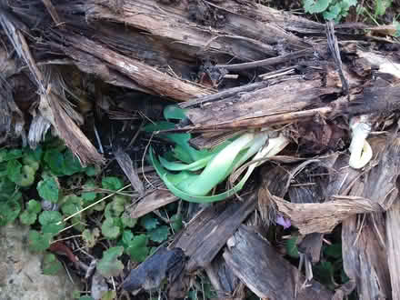 Photo of free Two shoots from an outdoor yucca (Westbury Fields BS9) #2