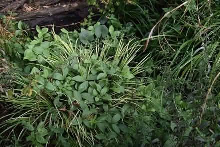 Photo of free Pond plants (Keyworth NG12) #1