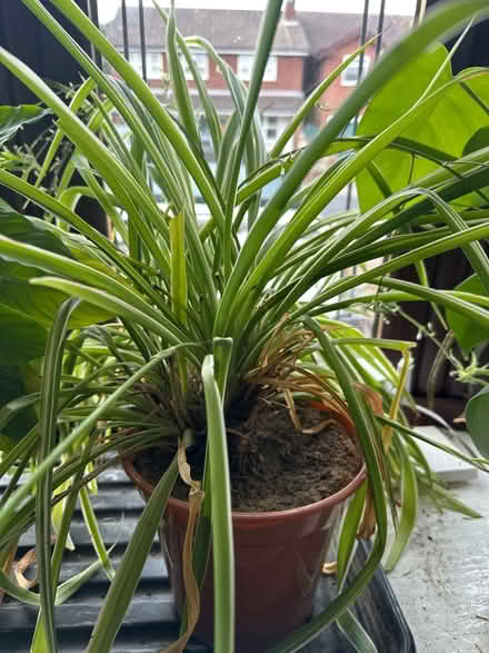 Photo of free Spider plants (Brownhills, WS8) #2
