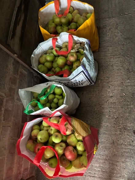 Photo of free More apples! (Eastbourne BN20) #1
