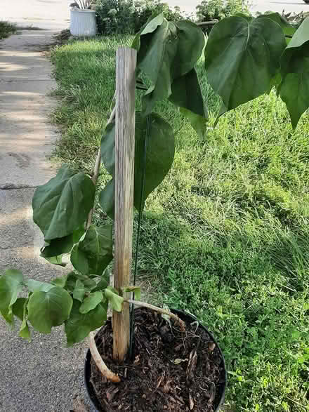 Photo of free Lilac bush in hillside (HILLSIDE wolf and butterfield) #2