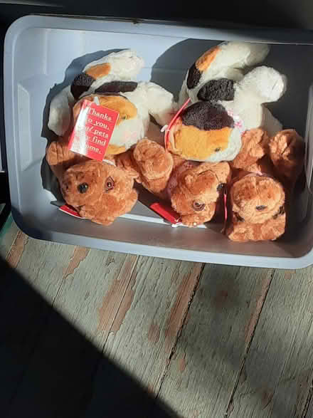 Photo of free 5 stuffed dogs (Jamaica Plain) #1