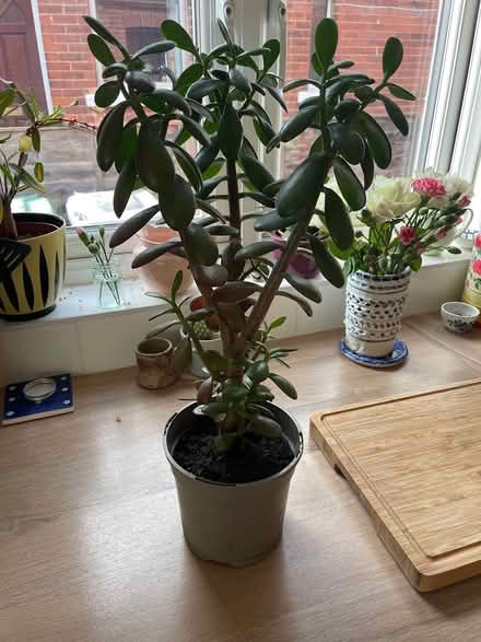 Photo of free Jade plant, healthy and growing (Headingley LS6) #1