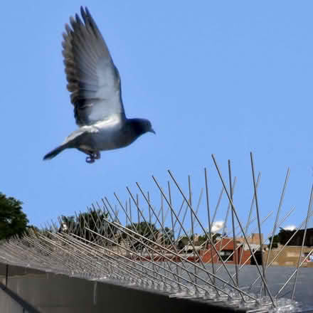 Photo of anti-bird spike pieces (Kingsmead) #1