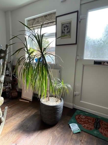 Photo of free Indoor Dragon Plant 1.3 metre (Broomfield CM1) #1