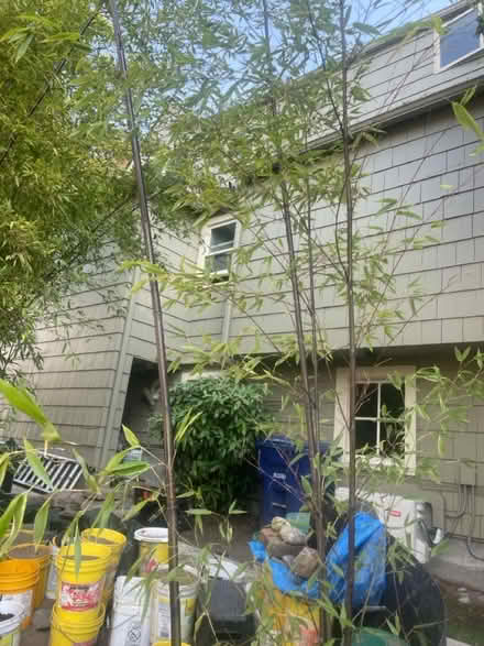 Photo of free 2 healthy Black bamboo shoots (UVillage area) #3