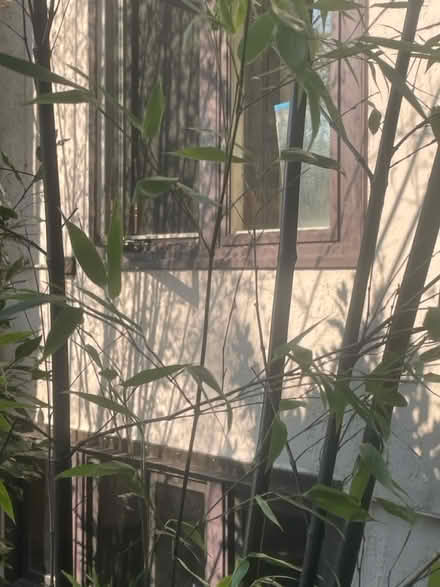 Photo of free 2 healthy Black bamboo shoots (UVillage area) #2
