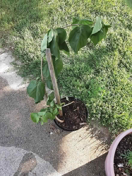Photo of free Lilac bush in hillside (HILLSIDE wolf and butterfield) #1