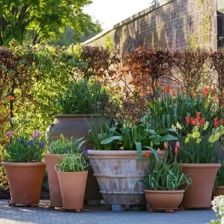 Photo of Large plant pots for infant school (Up Hatherley GL51) #1