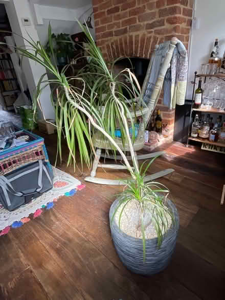 Photo of free Indoor Dragon Plant 1.3 metre (Broomfield CM1) #3