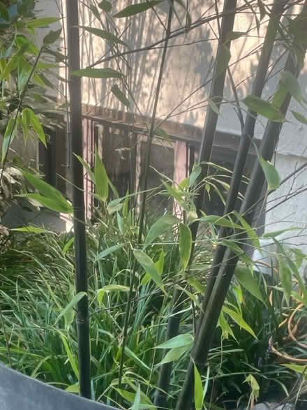 Photo of free 2 healthy Black bamboo shoots (UVillage area) #1
