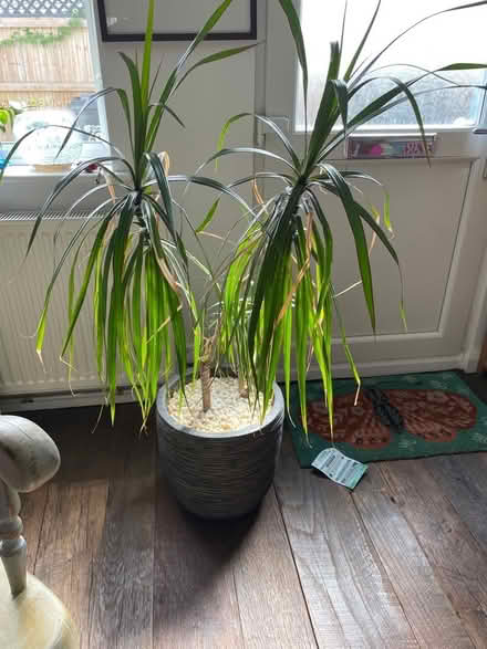 Photo of free Indoor Dragon Plant 1.3 metre (Broomfield CM1) #2